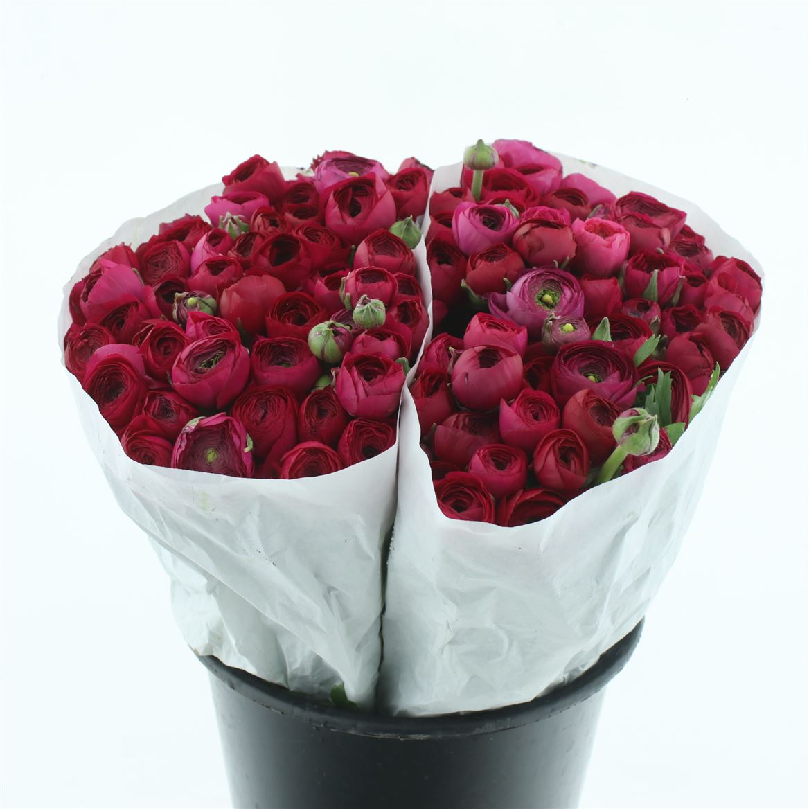 Срезанные цветы оптом Ranunculus hot pink от 100шт из Голландии с доставкой по России