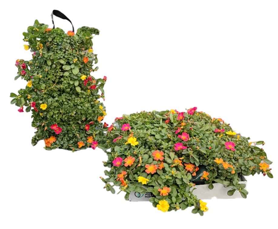 Горшечные цветы и растения оптом Port Gem In Pot от 2шт из Голландии с доставкой по России