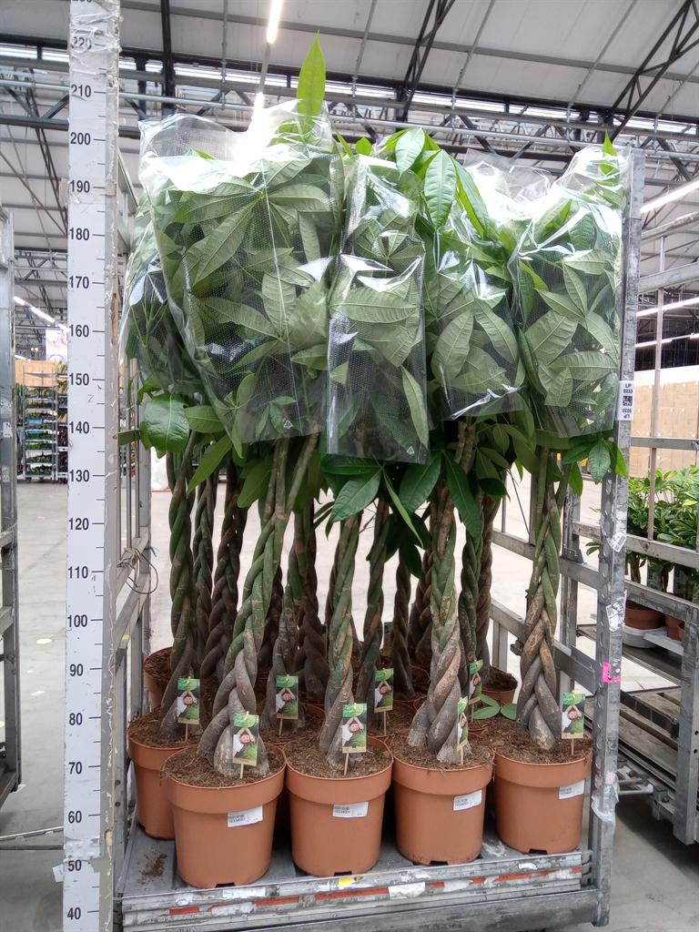 Горшечные цветы и растения оптом Pachira Aquatica от 1шт из Голландии с доставкой по России