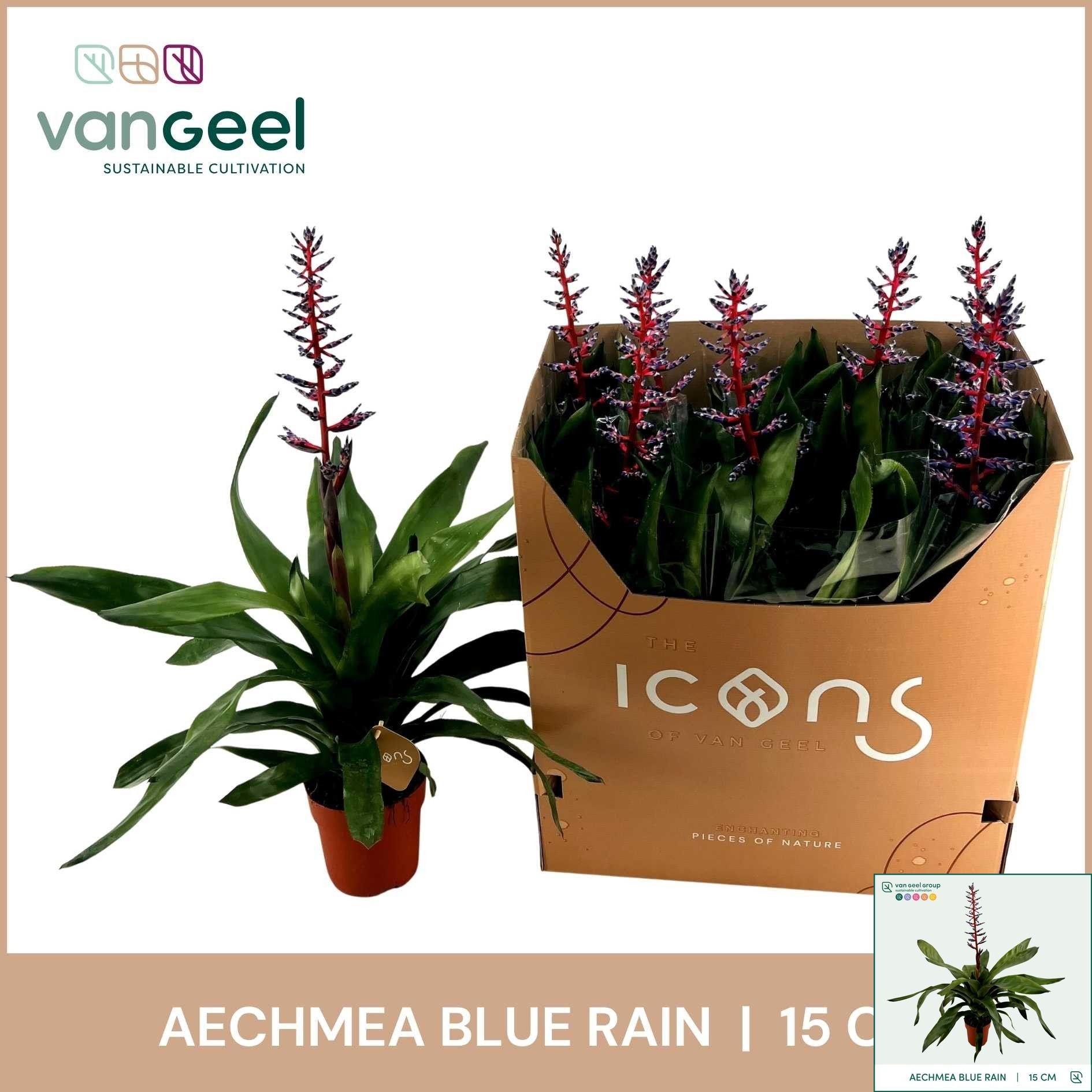 Горшечные цветы и растения оптом Aech Blue Rain от 7шт из Голландии с доставкой по России