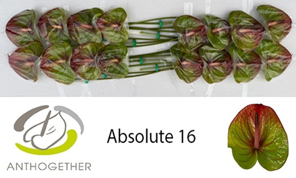 Срезанные цветы оптом Anthurium absolute 322 от 16шт из Голландии с доставкой по России