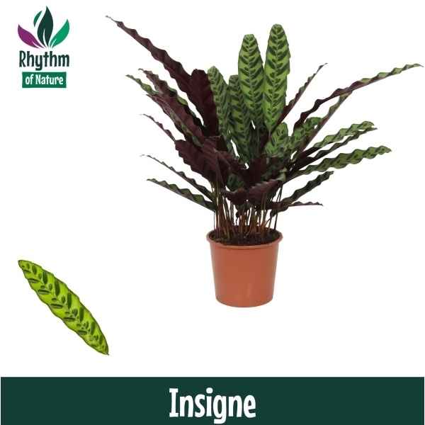 Горшечные цветы и растения оптом Calathea Insigne (rhythm Of Nature) от 6шт из Голландии с доставкой по России