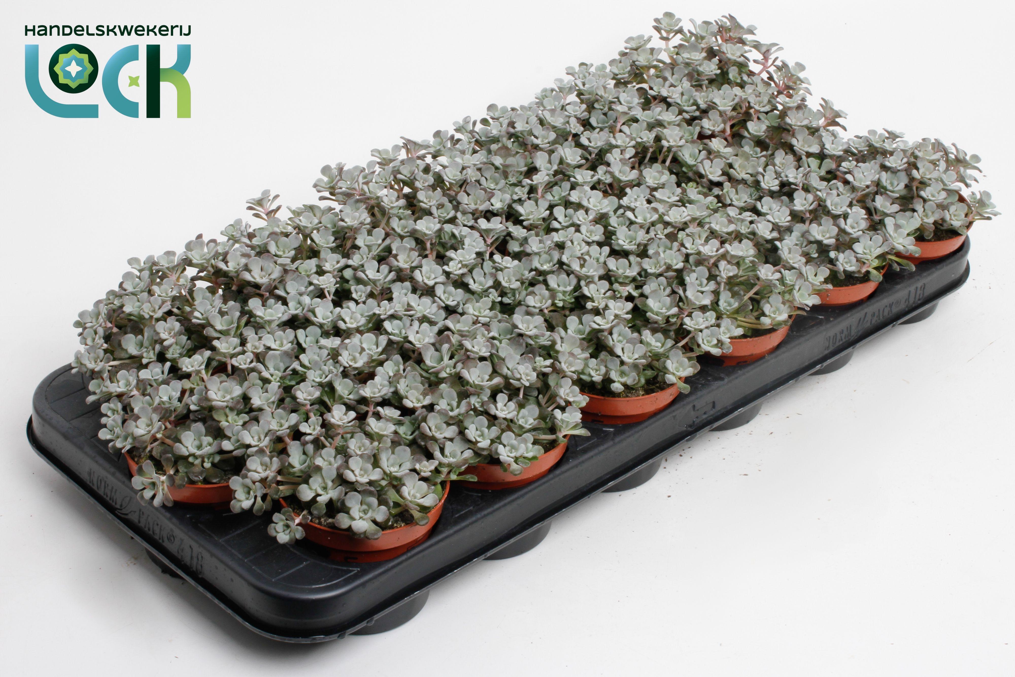 Горшечные цветы и растения оптом Sedum Purpureum от 12шт (для телеги) из Голландии с доставкой по России