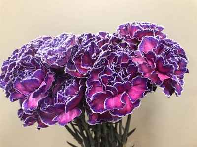Срезанные цветы оптом Dianthus st paint expression от 80шт из Голландии с доставкой по России