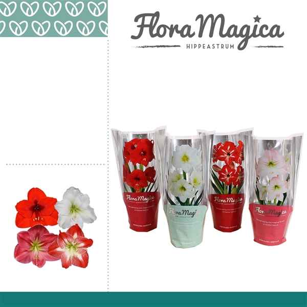 Горшечные цветы и растения оптом Hipp Mix 2pp Extra Op Flora Magica Sleeve от 7шт из Голландии с доставкой по России