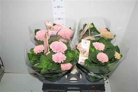 Горшечные цветы и растения оптом Hydr M Mag Revolutio 4-5+++ от 4шт из Голландии с доставкой по России