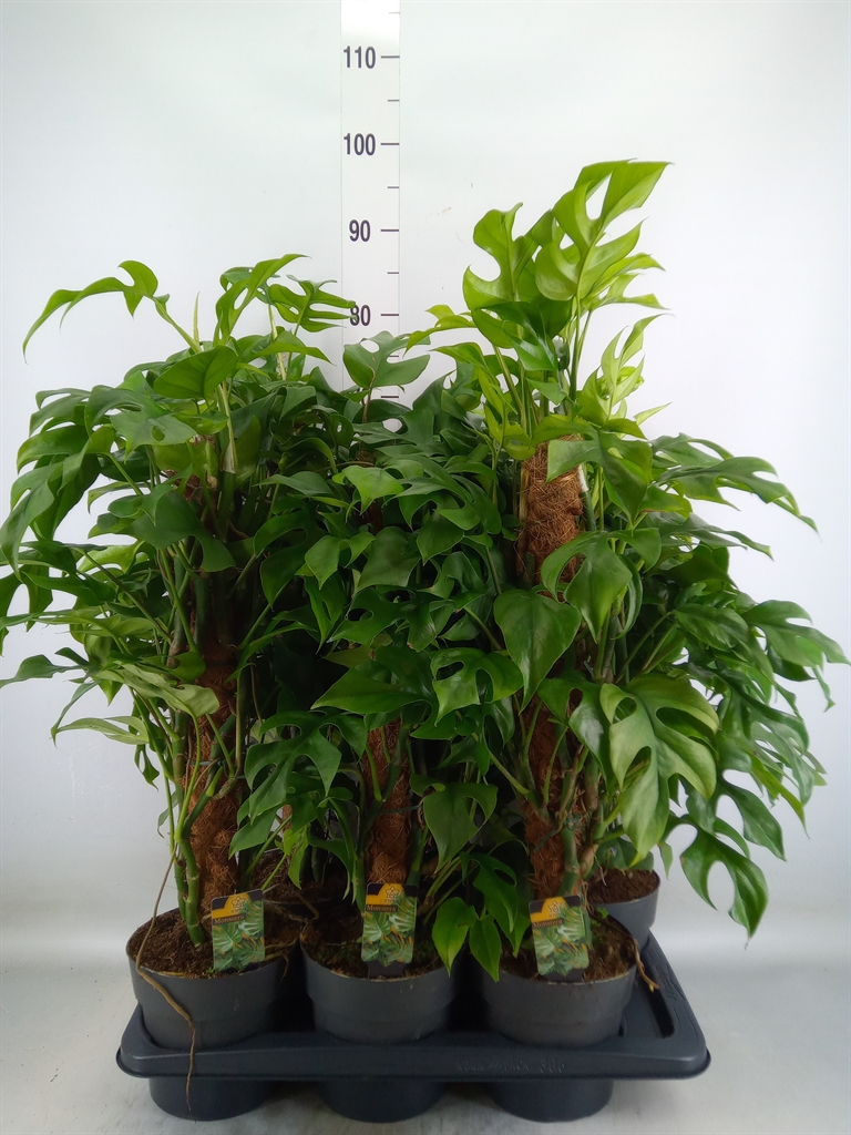 Горшечные цветы и растения оптом Philodendron   ... от 6шт из Голландии с доставкой по России