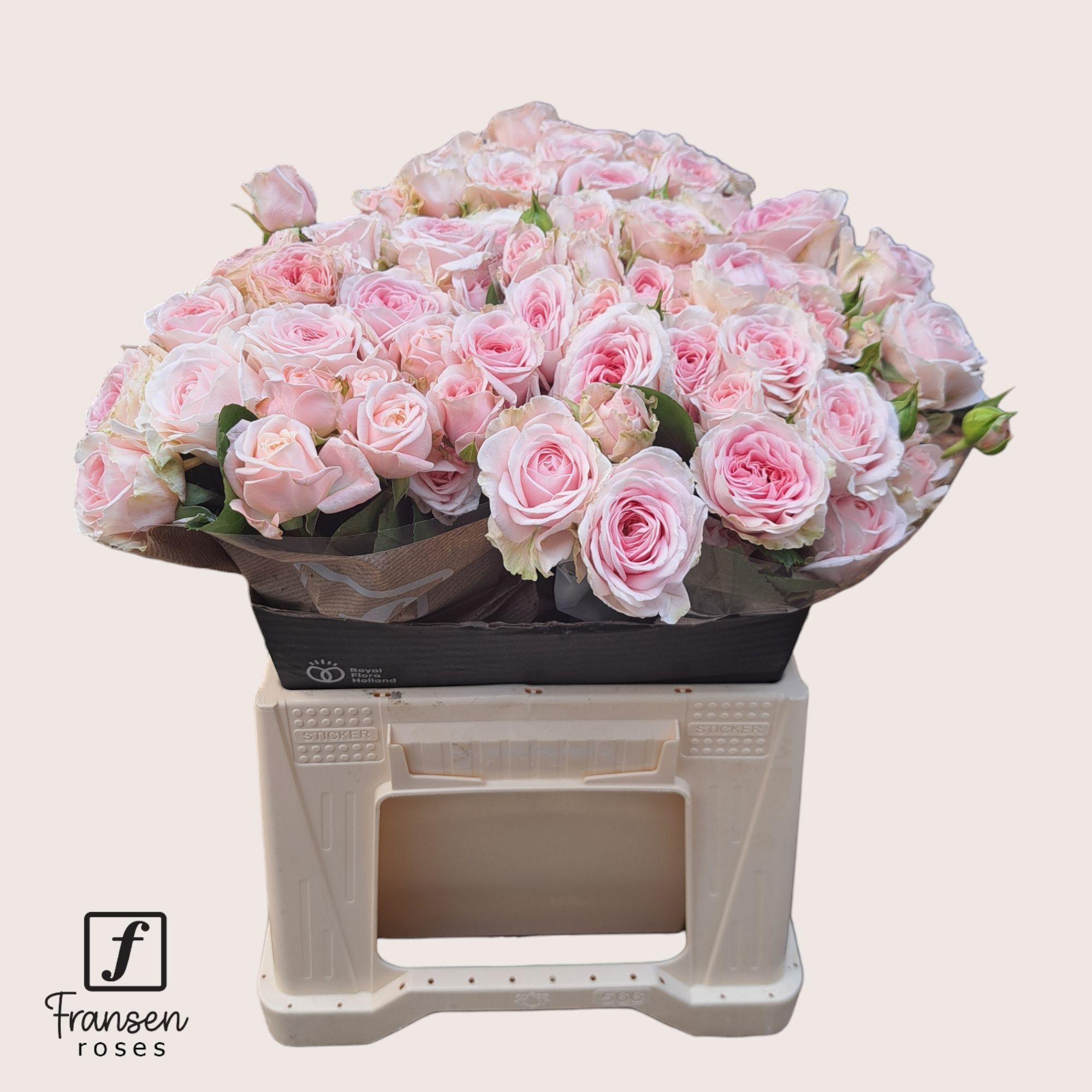 Срезанные цветы оптом Rosa spray rosa loves me with fatal attraction от 30шт из Голландии с доставкой по России