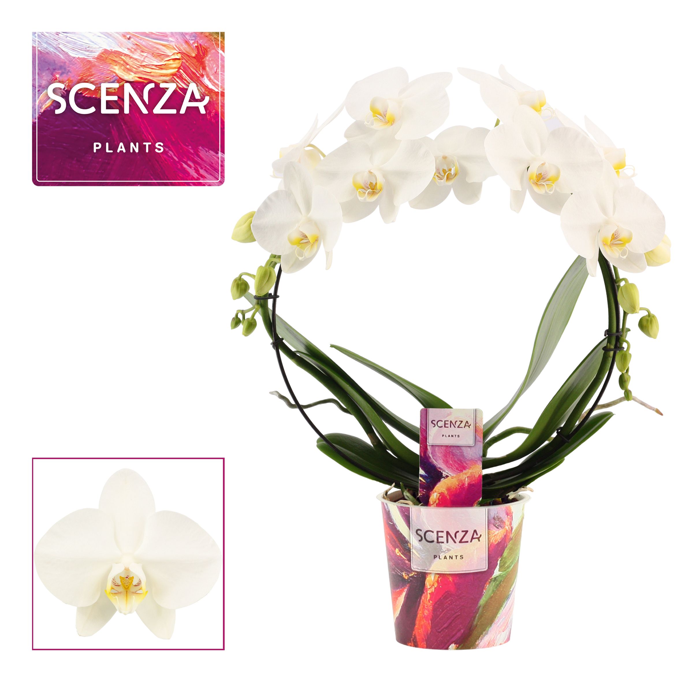 Горшечные цветы и растения оптом Phal Bow White (scenza) от 5шт из Голландии с доставкой по России