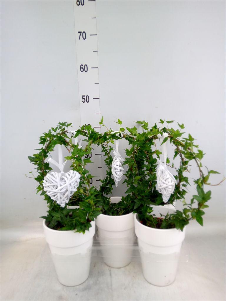 Горшечные цветы и растения оптом Hedera   ...green Leafed от 5шт из Голландии с доставкой по России