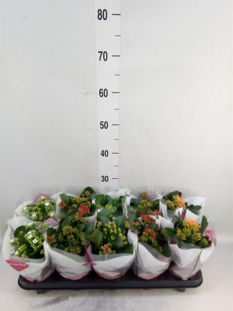 Горшечные цветы и растения оптом Kalanchoe Blos.   ..mix 5 от 10шт из Голландии с доставкой по России
