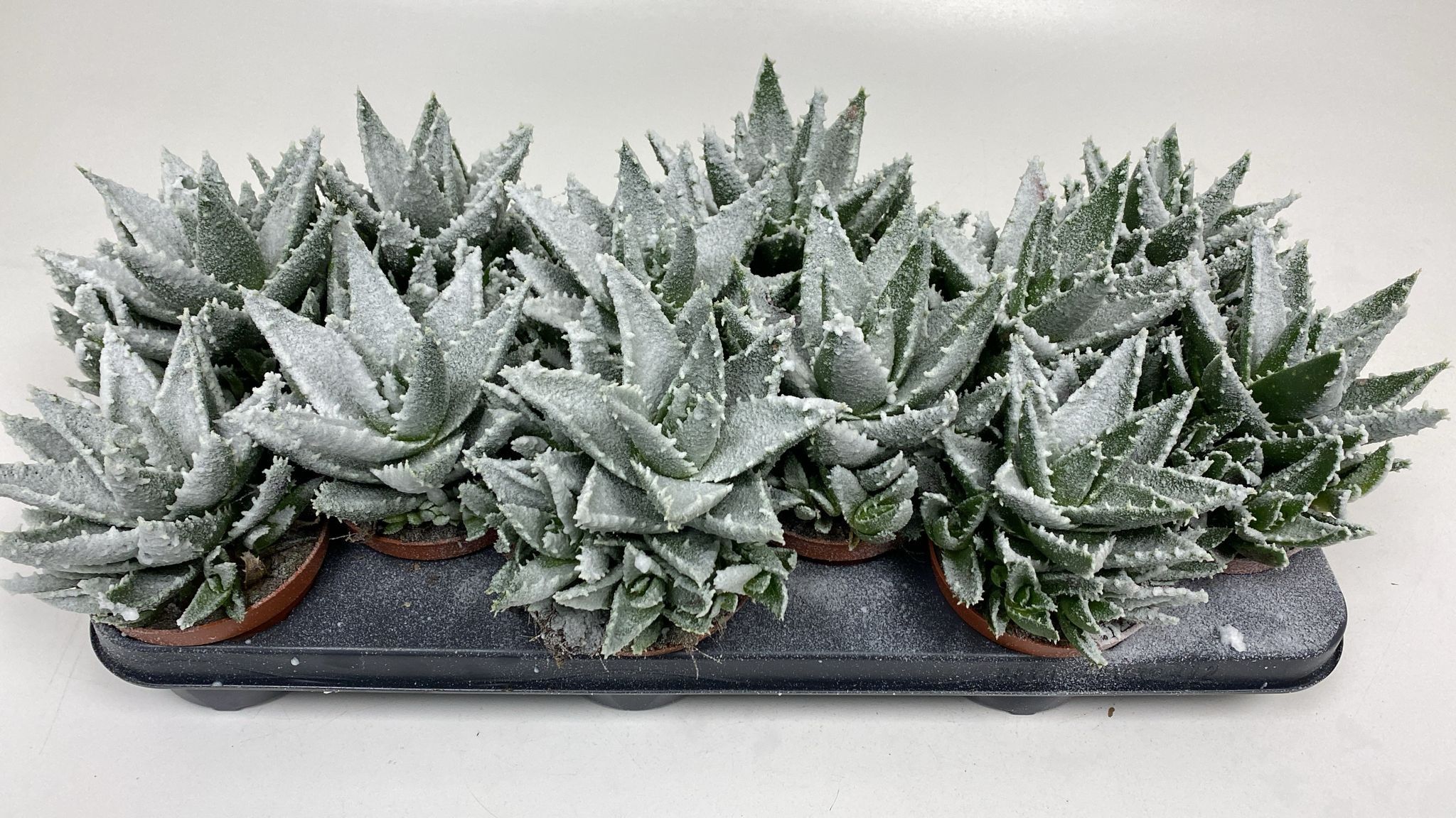 Горшечные цветы и растения оптом Aloe Ov от 9шт из Голландии с доставкой по России