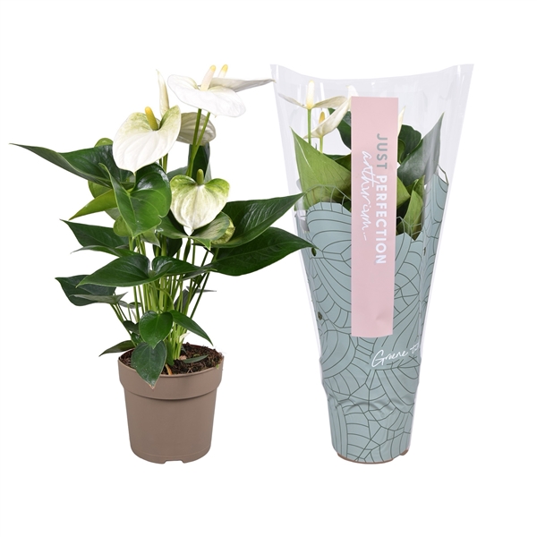 Горшечные цветы и растения оптом Anth An Cocos Just Perfection (xl-flowers) от 10шт из Голландии с доставкой по России