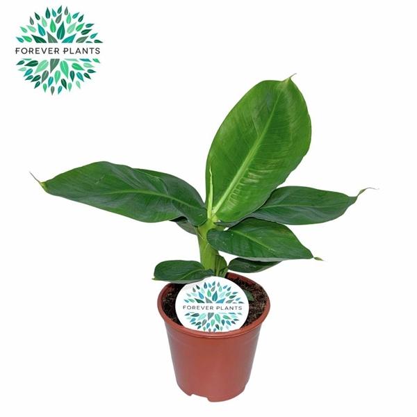 Горшечные цветы и растения оптом Musa Oriental Dwarf P14 от 8шт из Голландии с доставкой по России