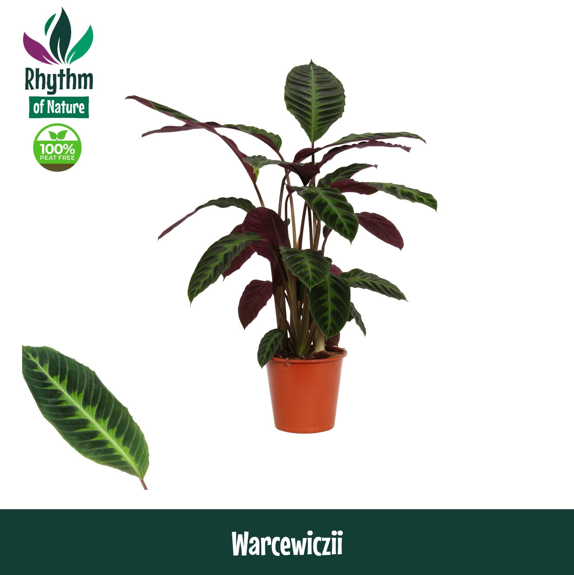 Горшечные цветы и растения оптом Calathea Warcewiczii Rhythm Of Nature от 1шт из Голландии с доставкой по России