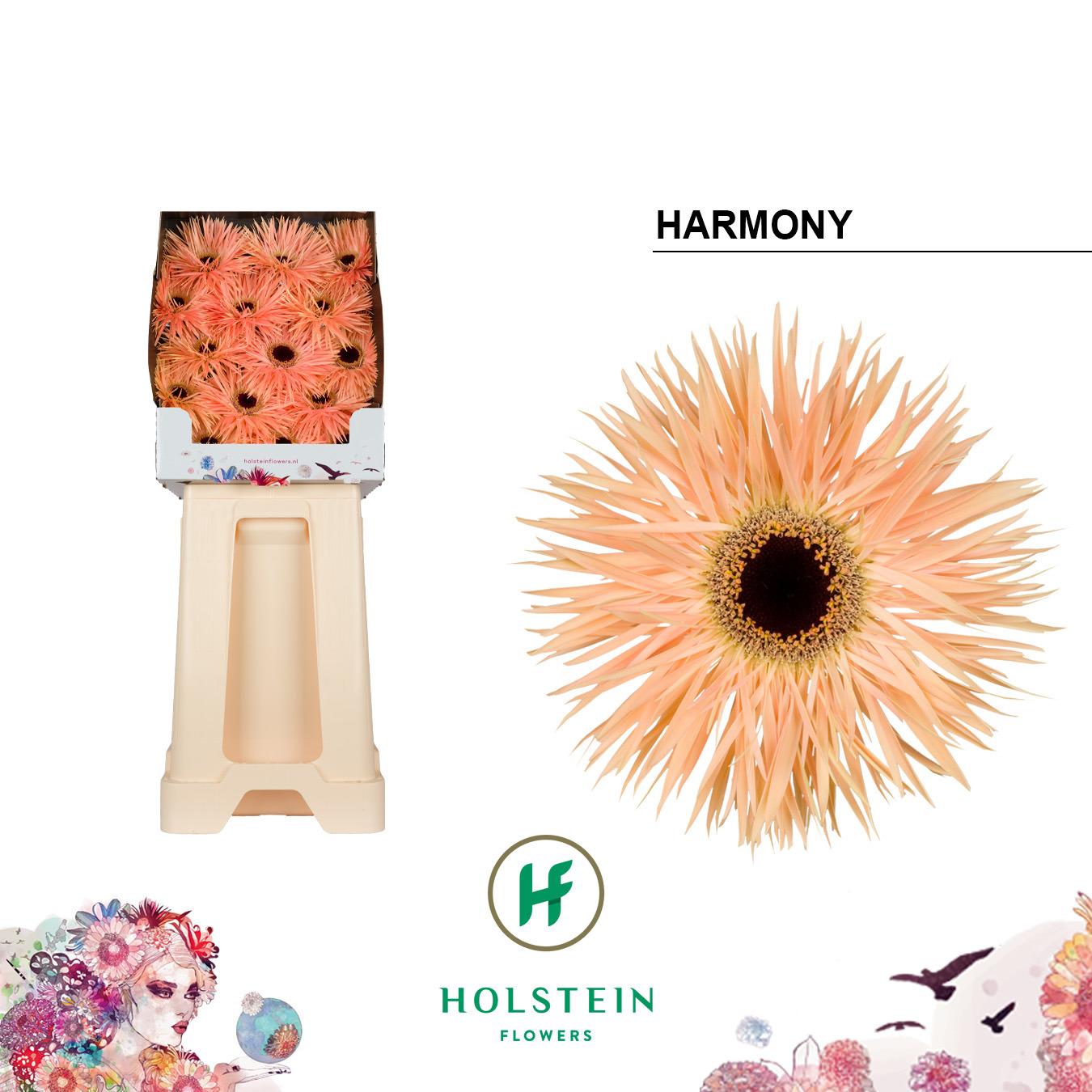 Срезанные цветы оптом Gerbera diamond gerspider harmony от 45шт из Голландии с доставкой по России
