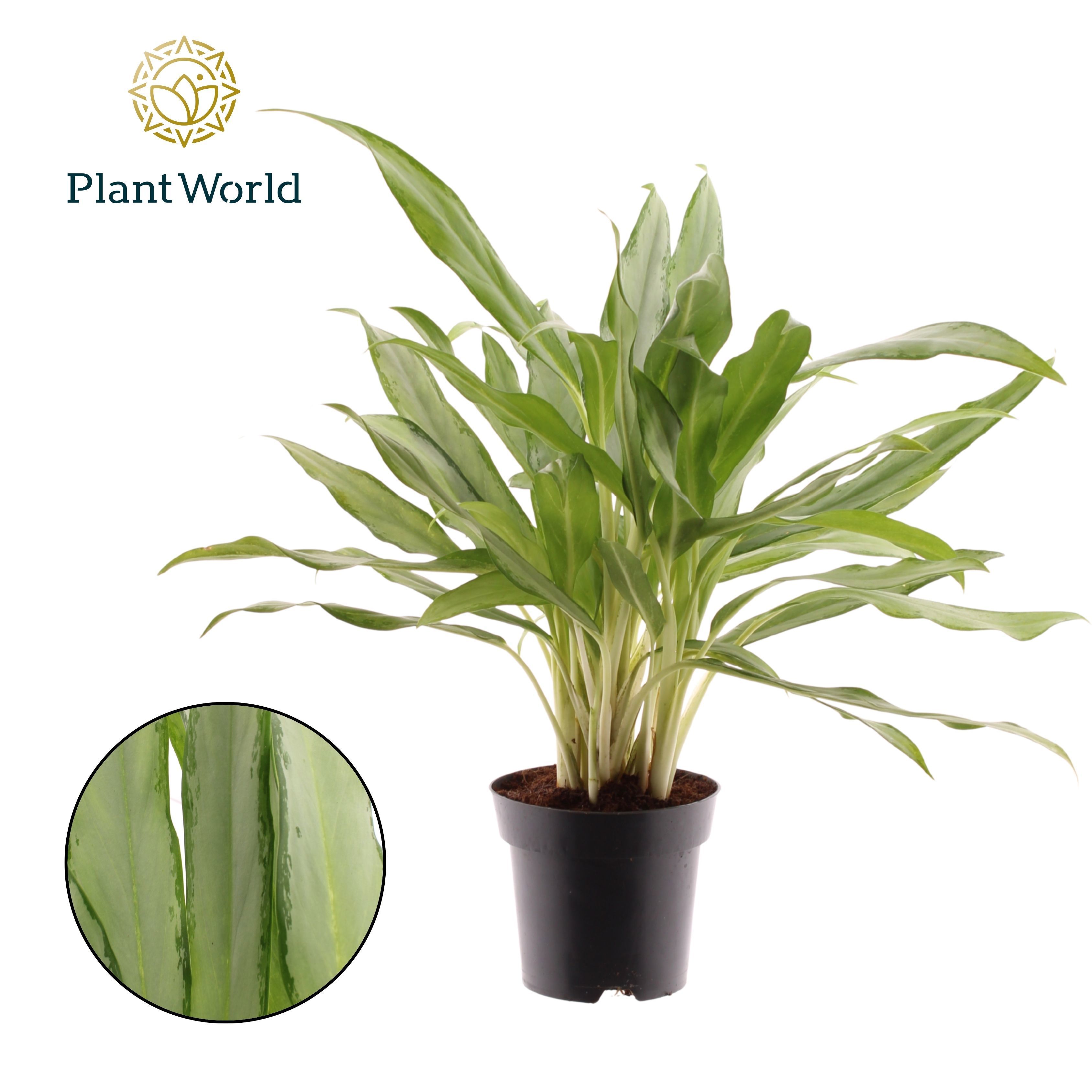 Горшечные цветы и растения оптом Aglaonema White Lance от 7шт из Голландии с доставкой по России
