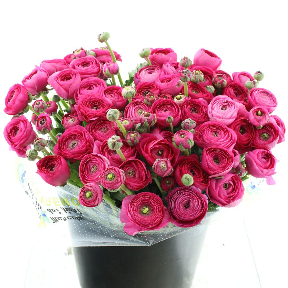 Срезанные цветы оптом Ranunculus clooney laser hot pink от 50шт из Голландии с доставкой по России