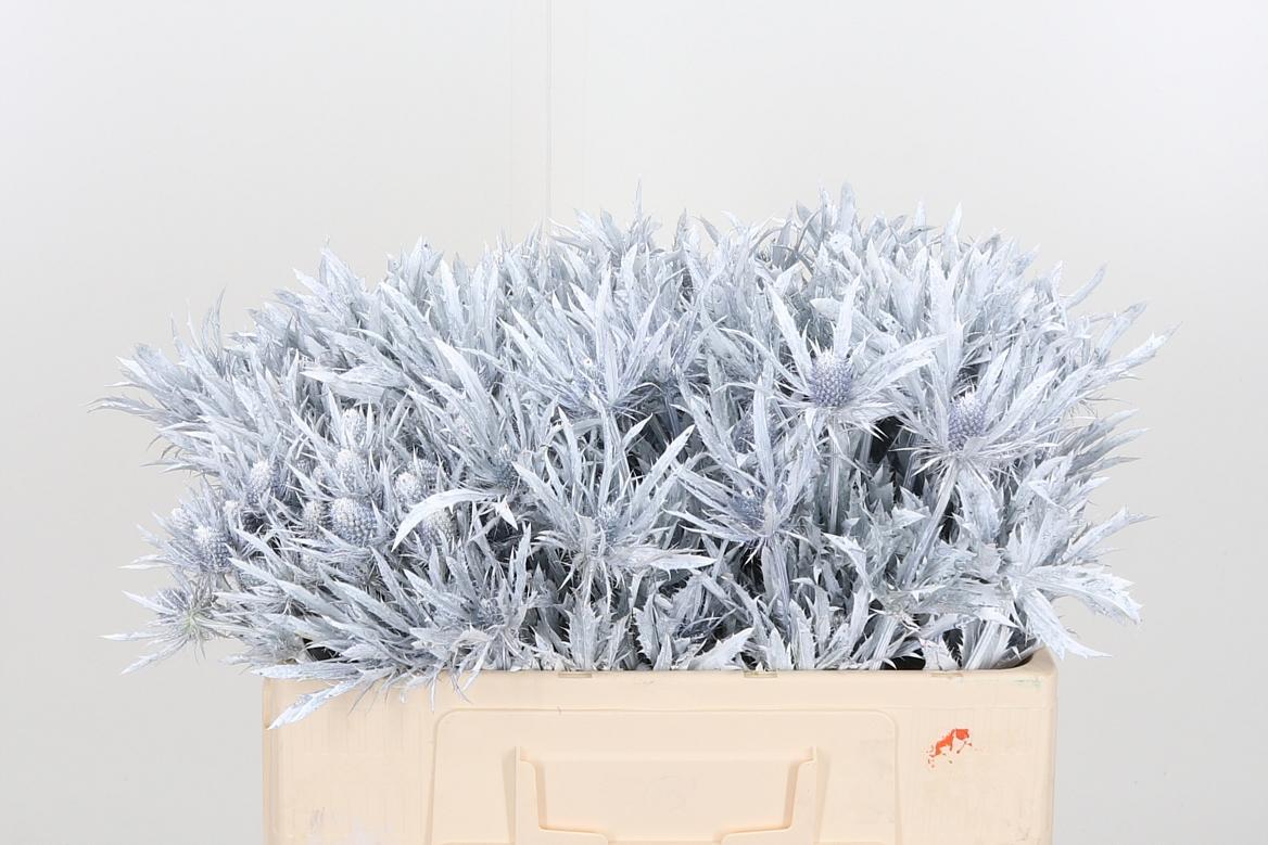 Срезанные цветы оптом Eryngium orion paint white от 40шт из Голландии с доставкой по России