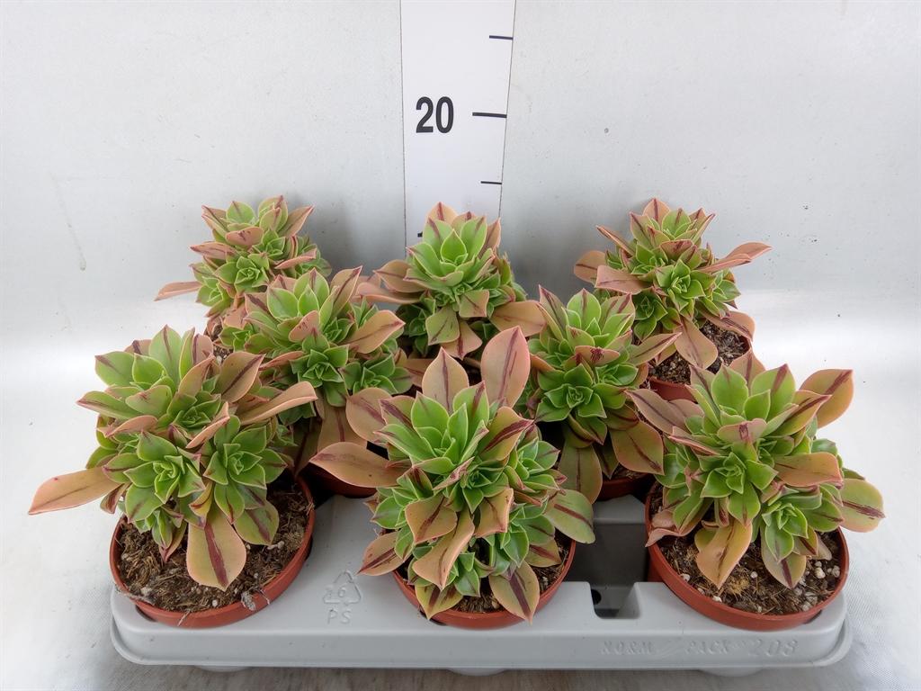 Горшечные цветы и растения оптом Aeonium   ... от 8шт из Голландии с доставкой по России