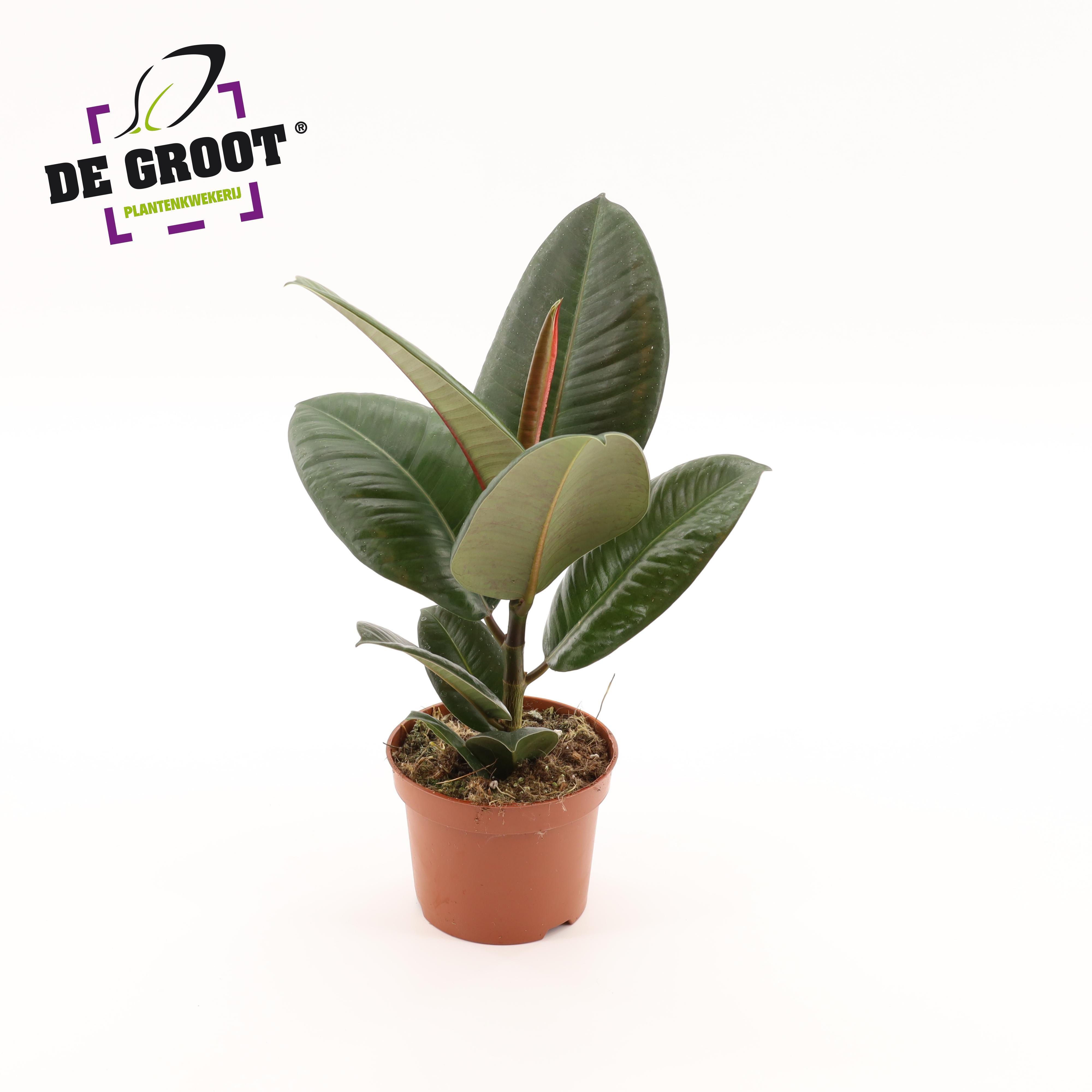 Горшечные цветы и растения оптом Ficus El Robusta от 10шт из Голландии с доставкой по России