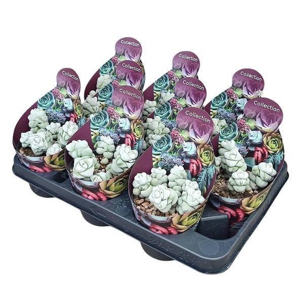 Горшечные цветы и растения оптом Crassula Deceptor Potcover от 9шт из Голландии с доставкой по России