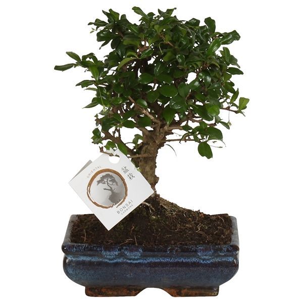 Горшечные цветы и растения оптом Bonsai Mix In Ceramic Ball Shape от 6шт из Голландии с доставкой по России