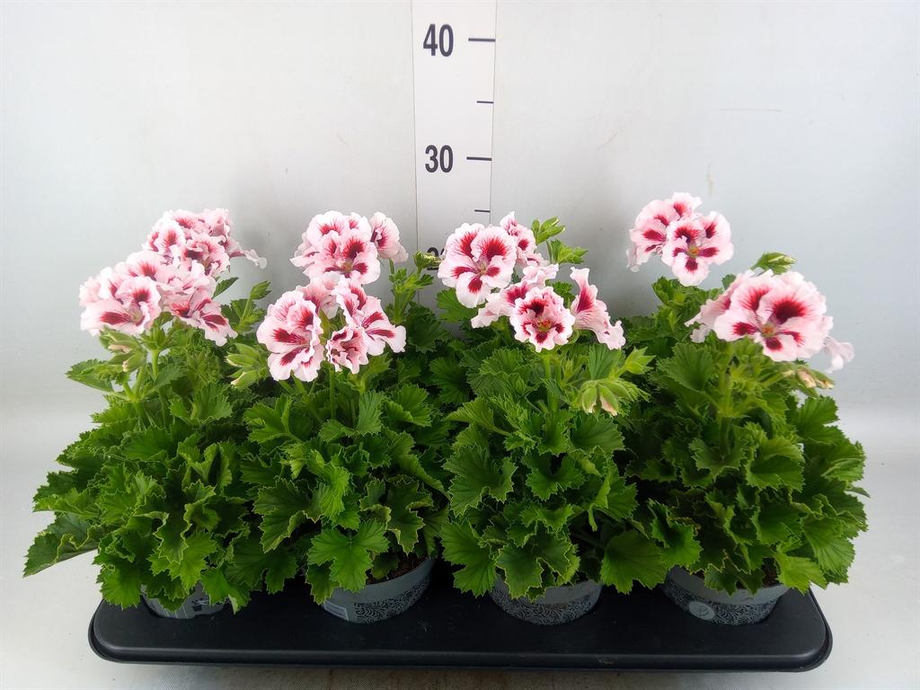 Горшечные цветы и растения оптом Pelargonium Gran.   .. от 8шт из Голландии с доставкой по России