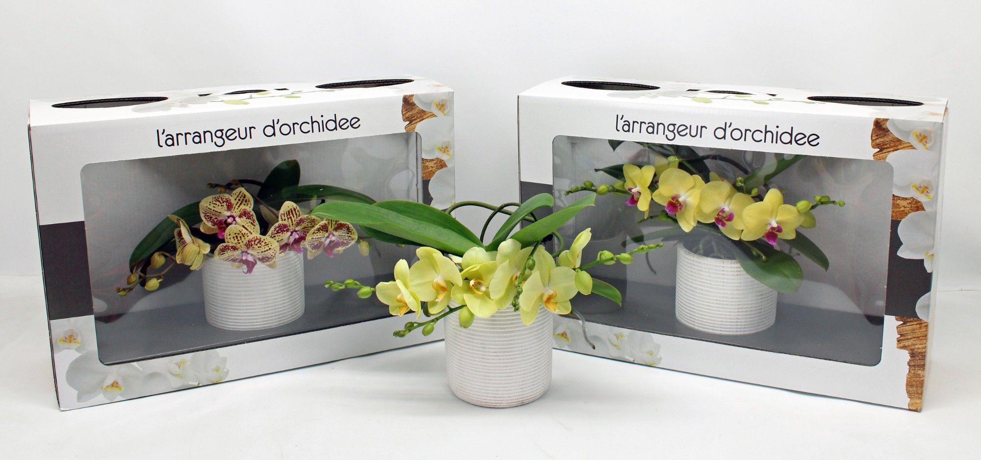 Горшечные цветы и растения оптом Phal Larrangeur Dorchidee Yellow (phalaenova) от 1шт из Голландии с доставкой по России