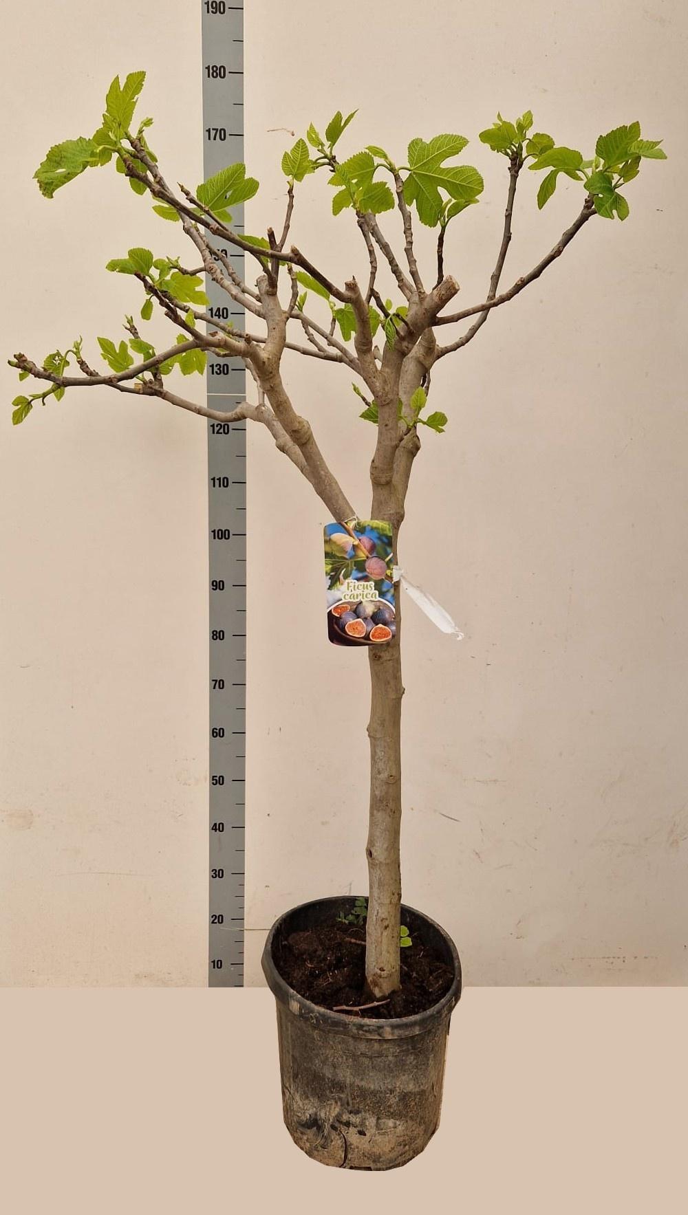 Горшечные цветы и растения оптом Ficus Carica от 1шт из Голландии с доставкой по России