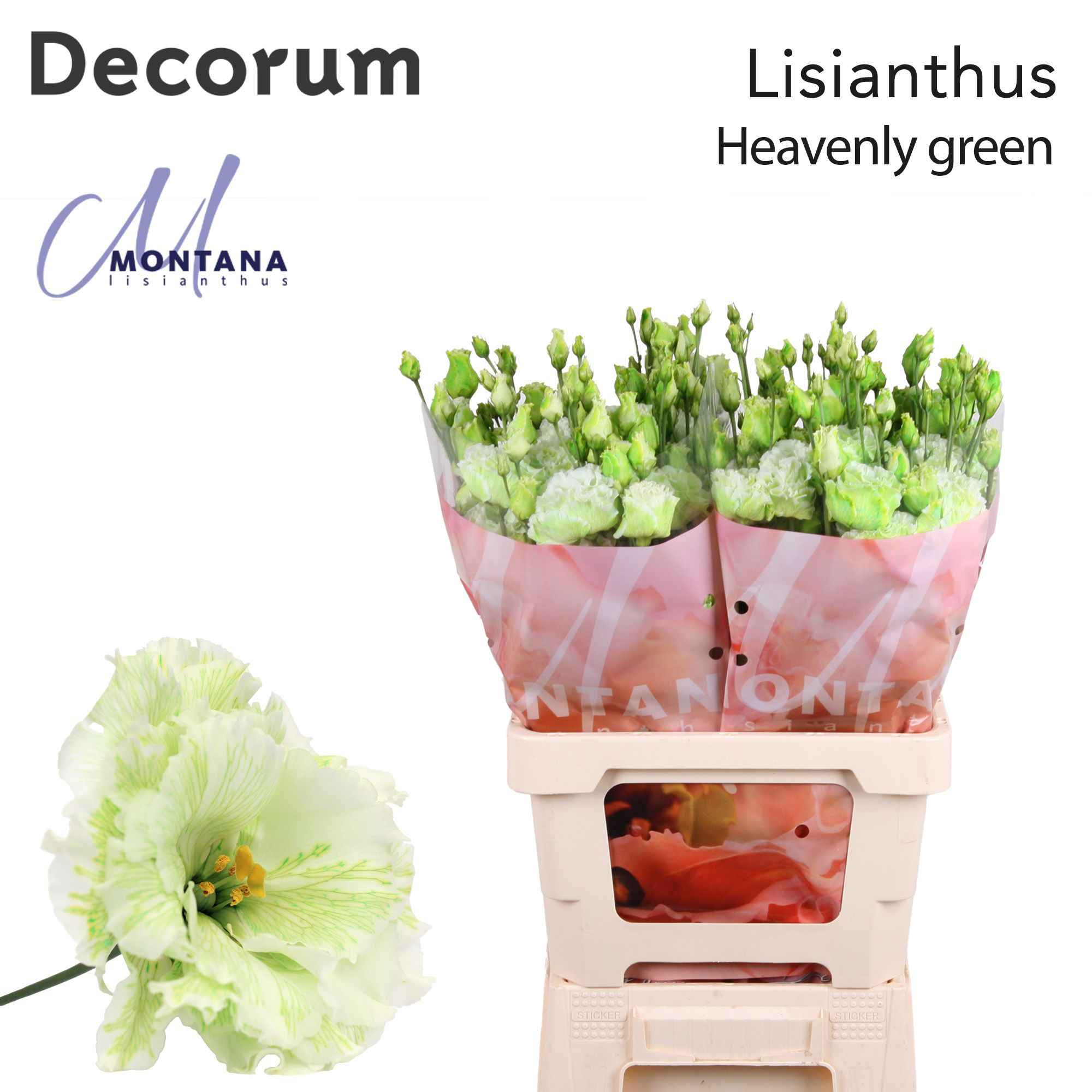 Срезанные цветы оптом Lisianthus do paint heavenly green от 20шт из Голландии с доставкой по России