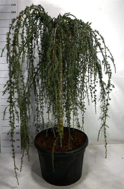 Горшечные цветы и растения оптом Cedrus Atl Glauca Pendula от 1шт из Голландии с доставкой по России