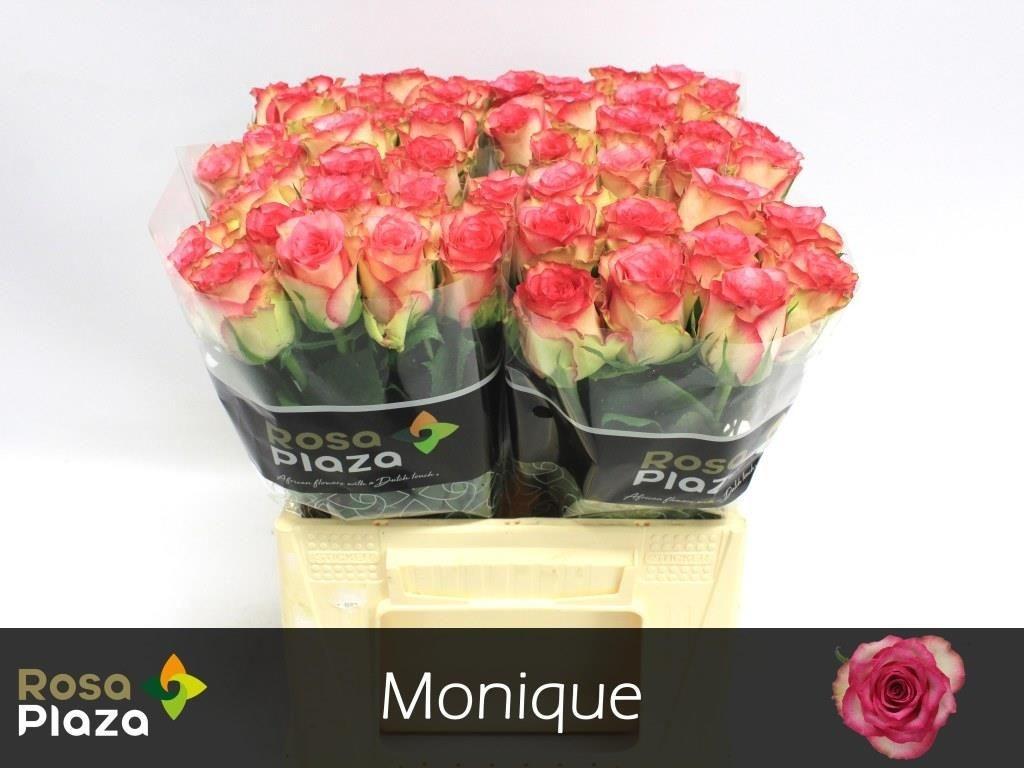 Срезанные цветы оптом Rosa large monique от 60шт из Голландии с доставкой по России