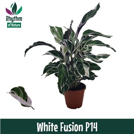 Горшечные цветы и растения оптом Calathea White Fusion Rhythm Of Nature от 8шт из Голландии с доставкой по России