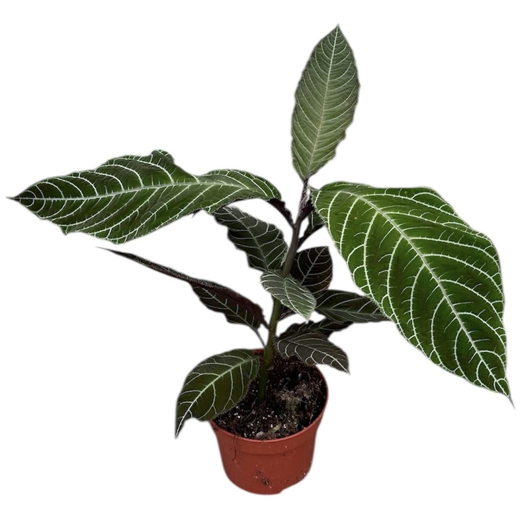 Горшечные цветы и растения оптом Labisia Gigantifolia от 1шт из Голландии с доставкой по России