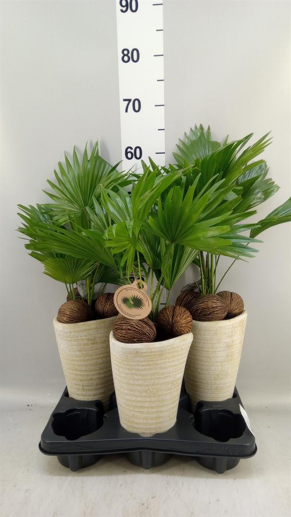 Горшечные цветы и растения оптом Livistona Rotundifolia от 3шт из Голландии с доставкой по России