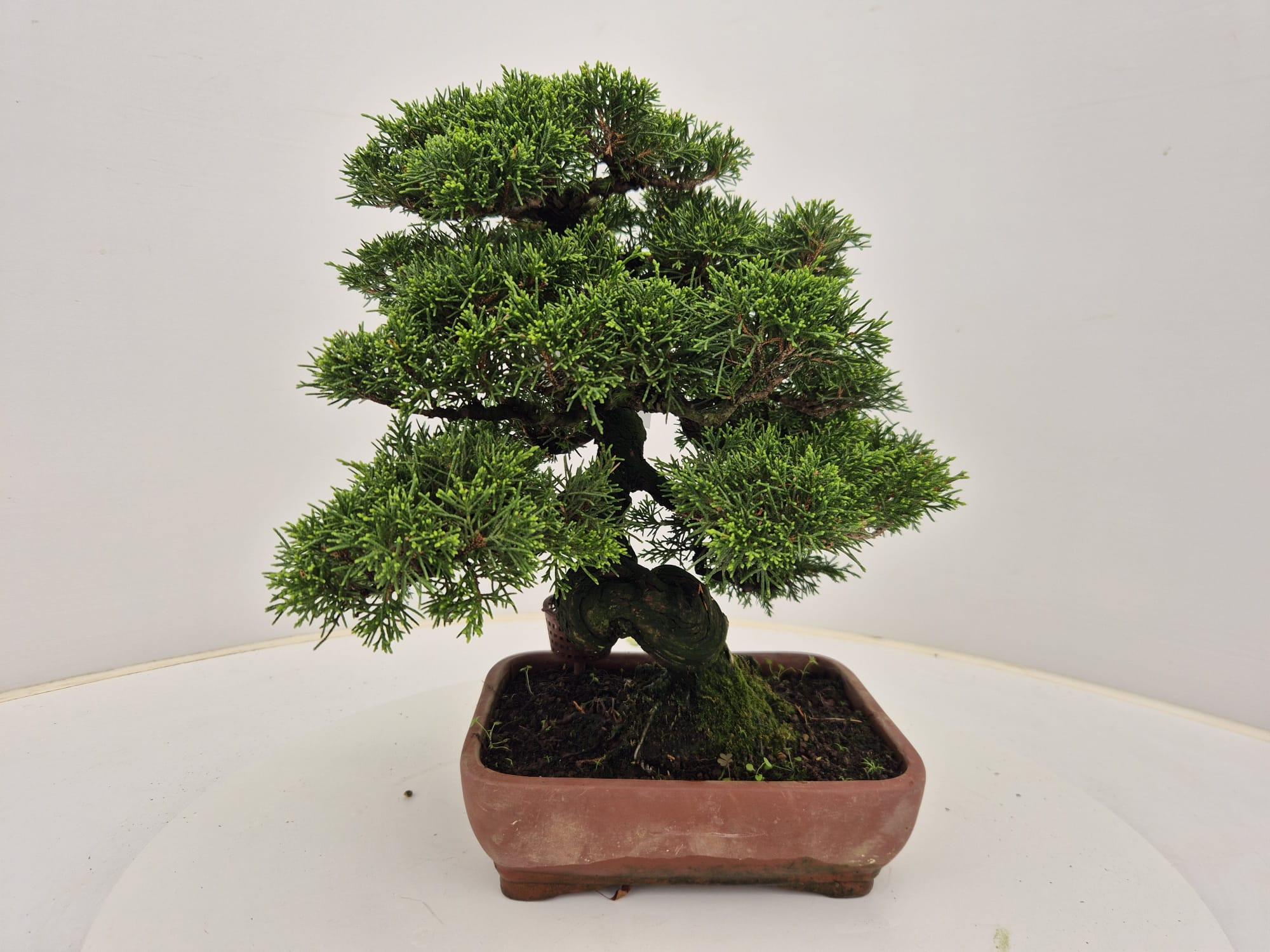 Горшечные цветы и растения оптом Juniperus Chinensis, 21 Cm от 1шт из Голландии с доставкой по России