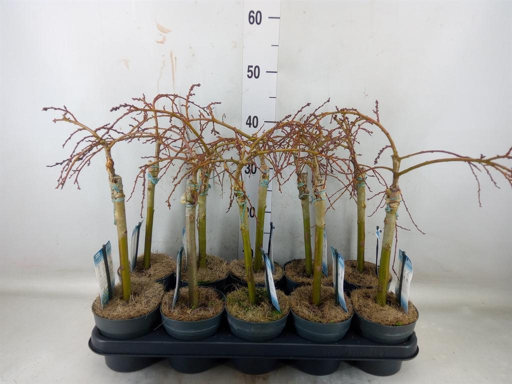 Горшечные цветы и растения оптом Salix Arbuscula от 10шт из Голландии с доставкой по России