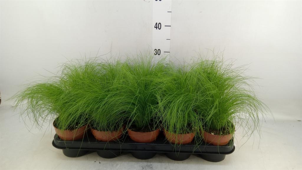 Горшечные цветы и растения оптом Stipa Tenuifolia от 10шт из Голландии с доставкой по России