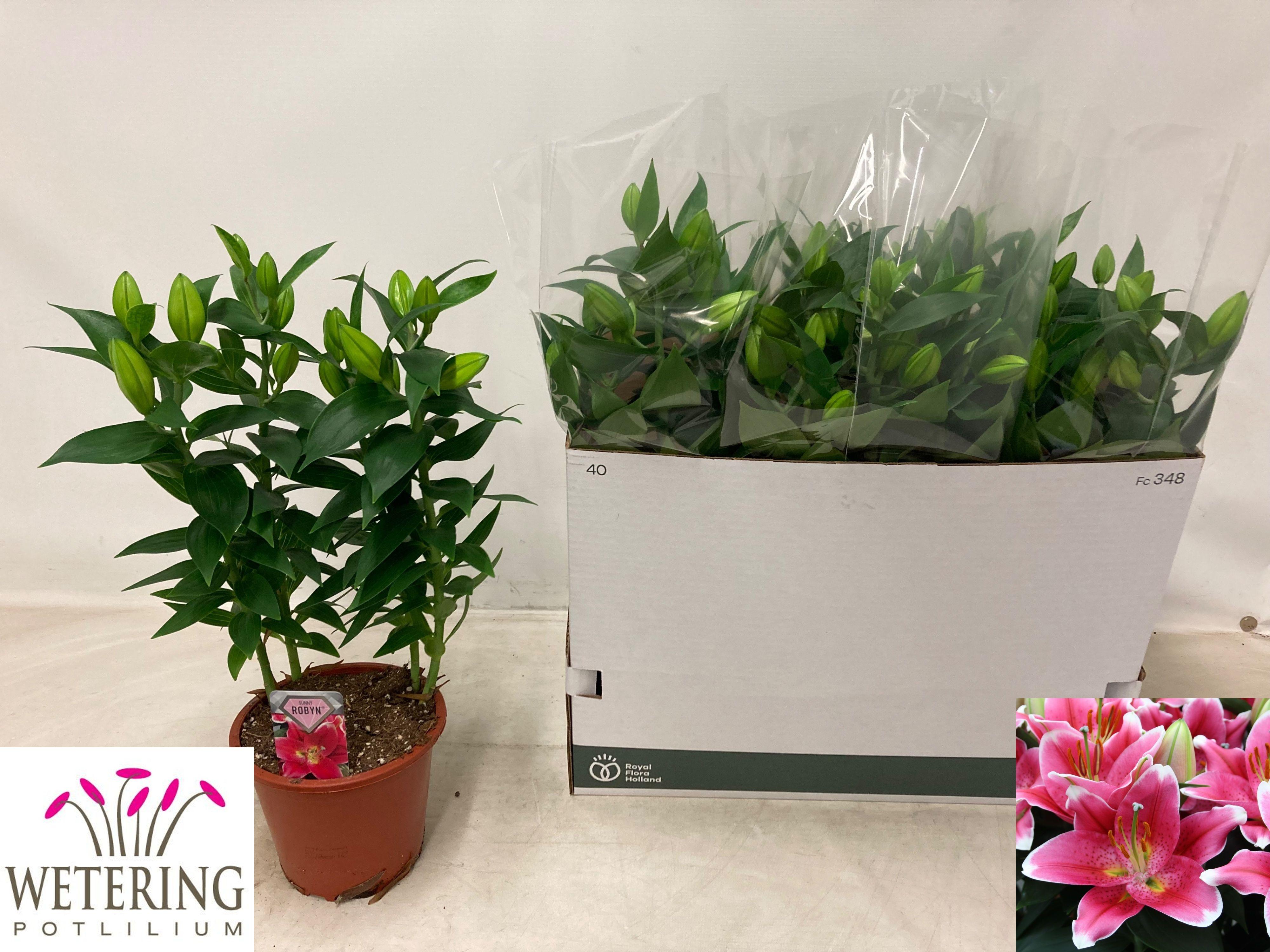 Горшечные цветы и растения оптом Lil Or Sunny Robyn от 5шт из Голландии с доставкой по России