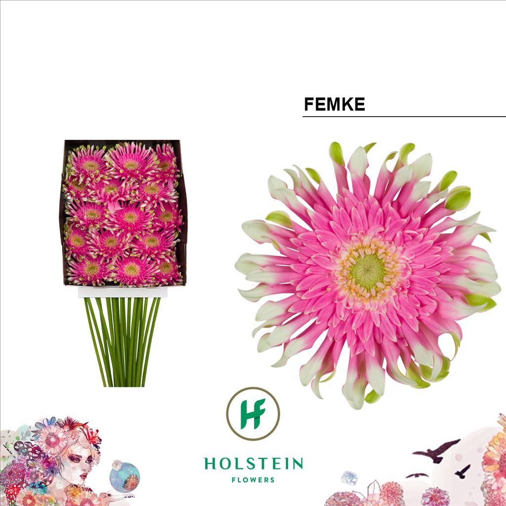 Срезанные цветы оптом Gerbera diamond gerpasta femke от 15шт из Голландии с доставкой по России