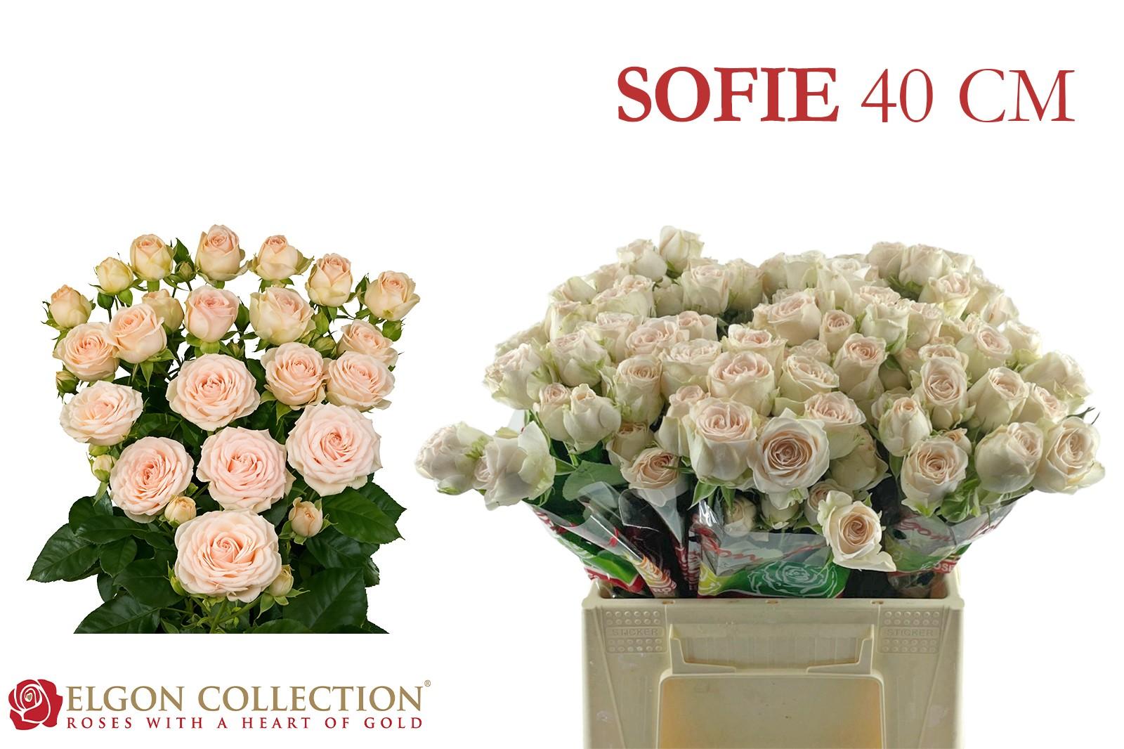 Срезанные цветы оптом Rosa spray sofie от 30шт из Голландии с доставкой по России