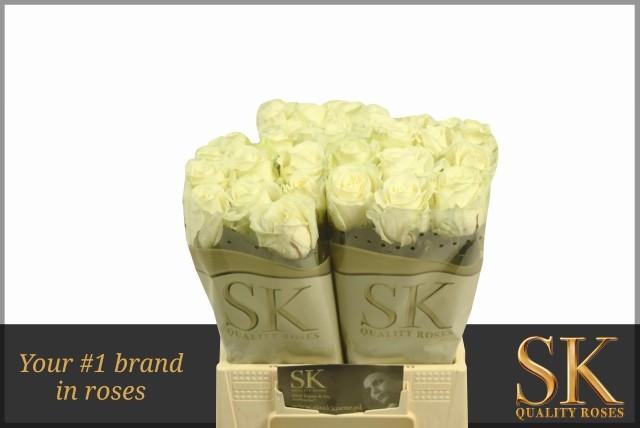 Срезанные цветы оптом Rosa large avalanche+ Koene White Gold от 40шт из Голландии с доставкой по России