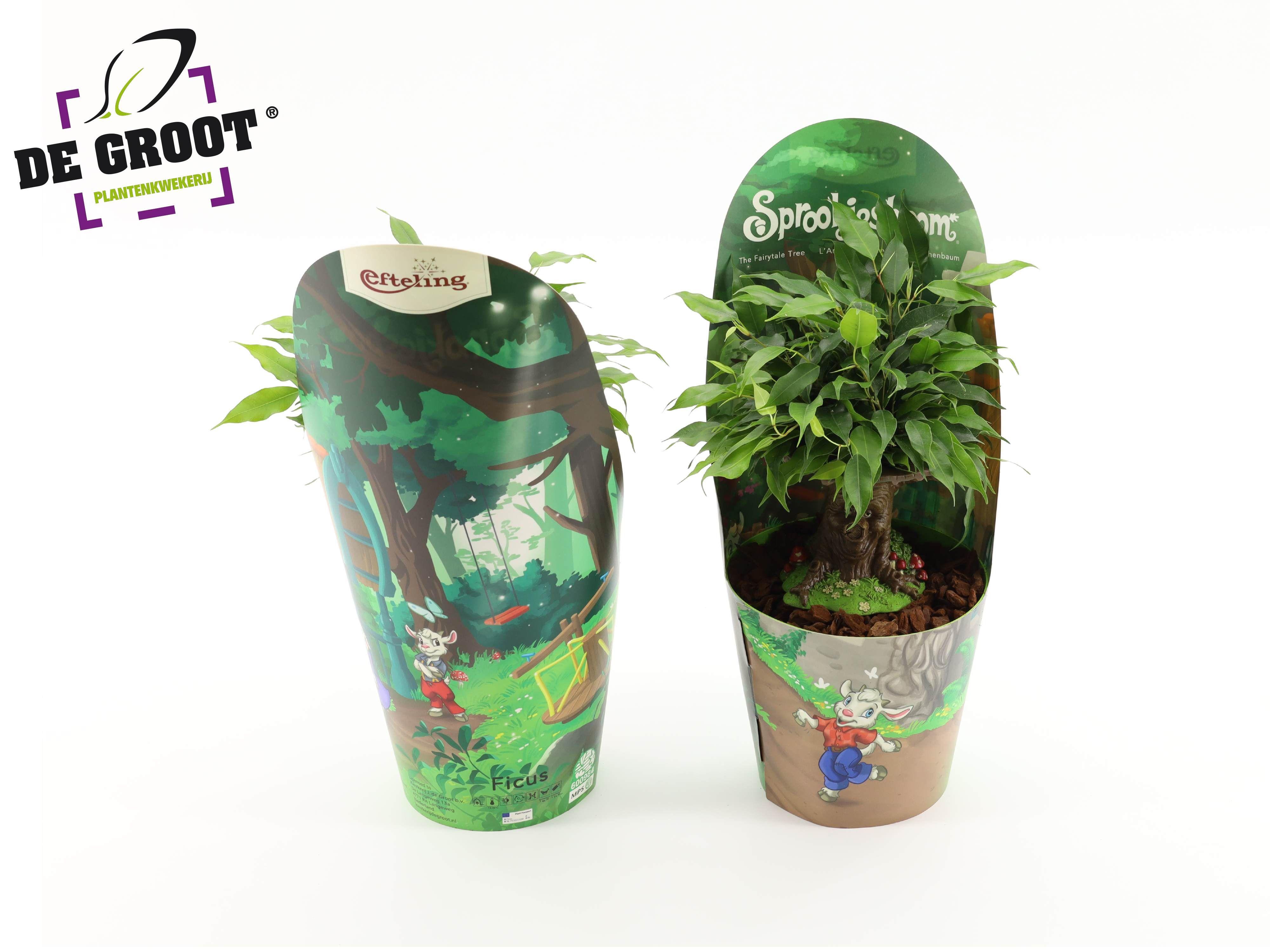 Горшечные цветы и растения оптом Ficus Be Sprookjesboom от 6шт из Голландии с доставкой по России