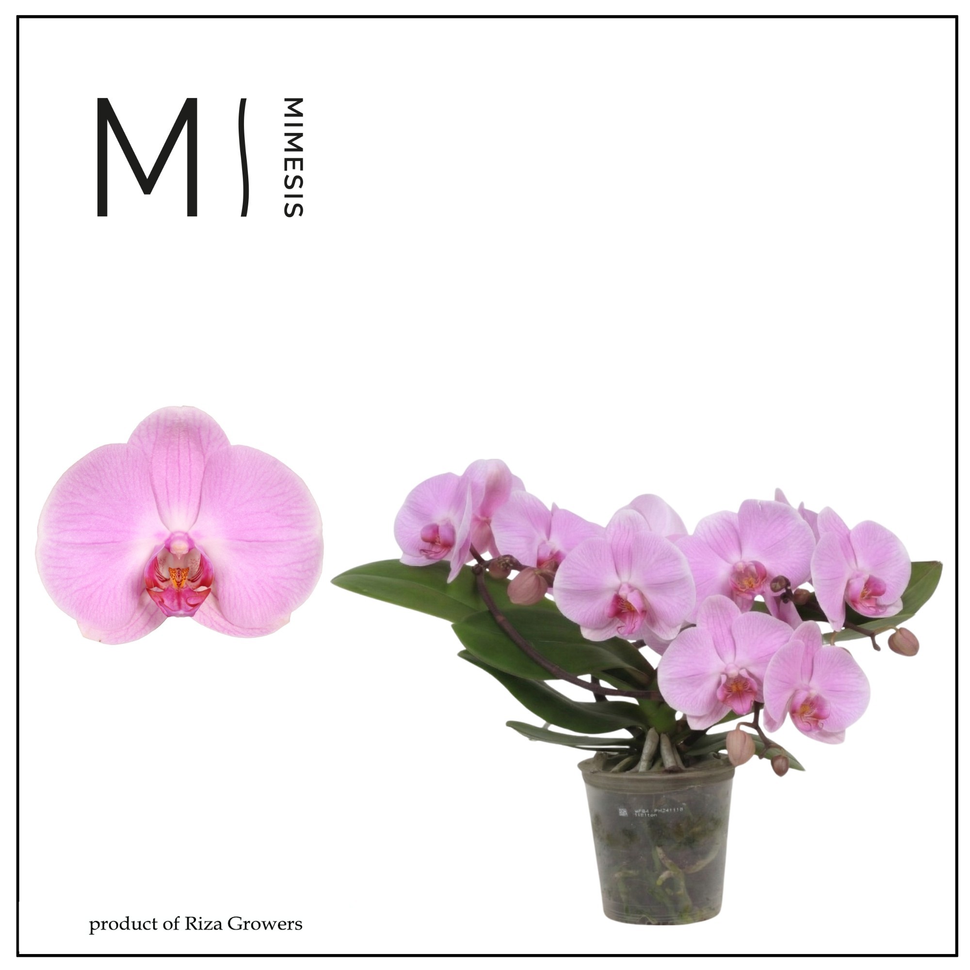 Горшечные цветы и растения оптом Phal Muse Pink 25+ (mimesis) от 3шт из Голландии с доставкой по России