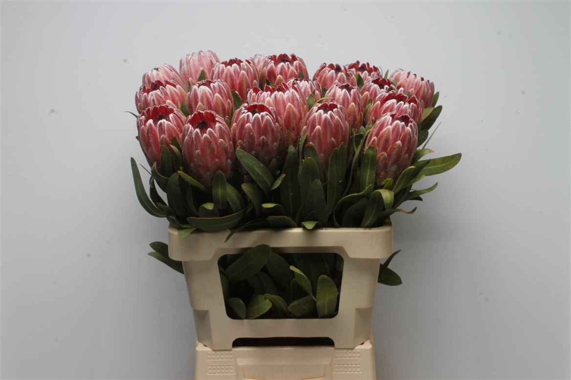 Срезанные цветы оптом Protea pink ice от 20шт из Голландии с доставкой по России