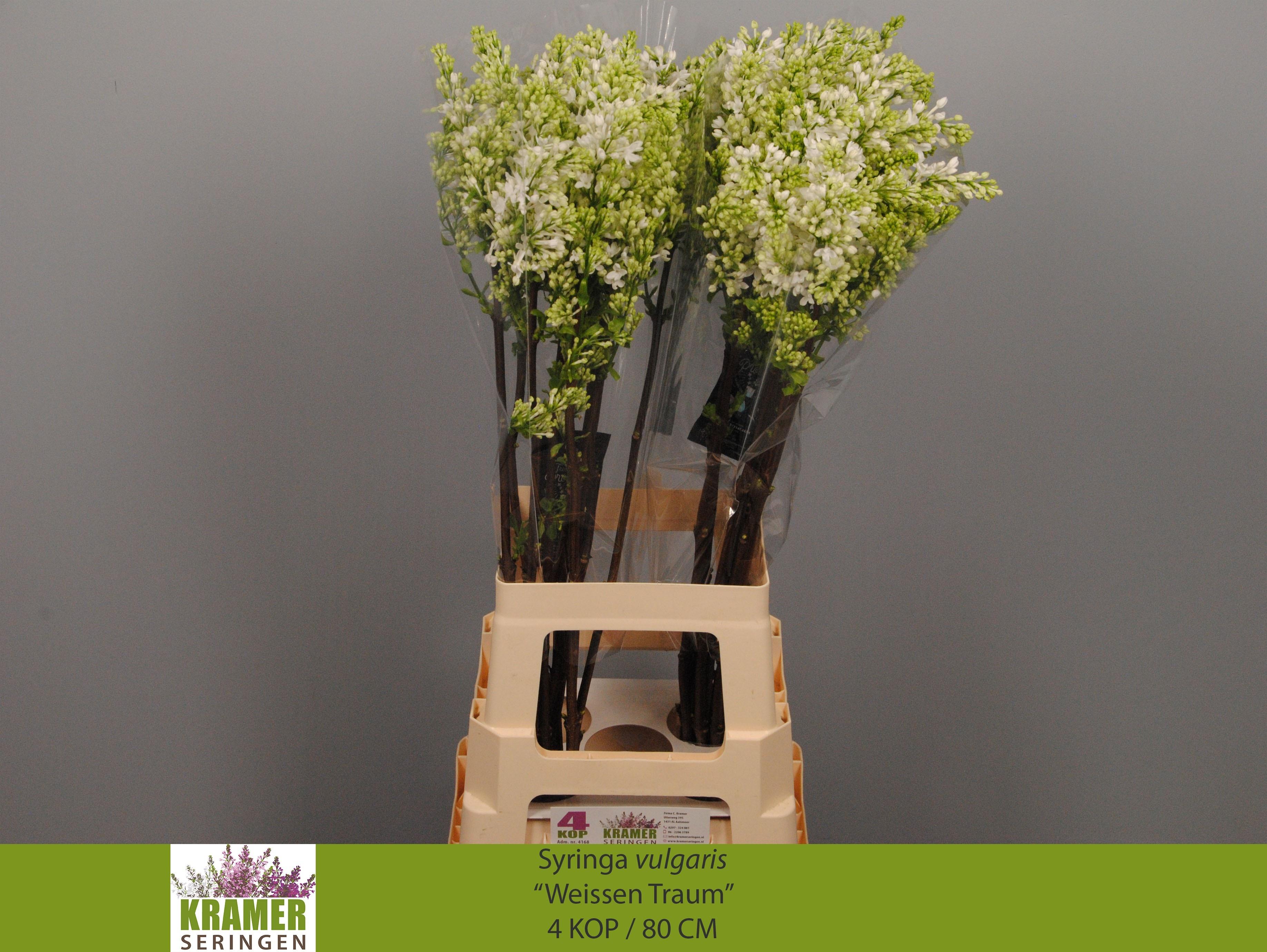 Срезанные цветы оптом Syringa engler weissen traum от 20шт из Голландии с доставкой по России Срезанные цветы оптом Syringa engler weissen traum от 20шт из Голландии с доставкой по России