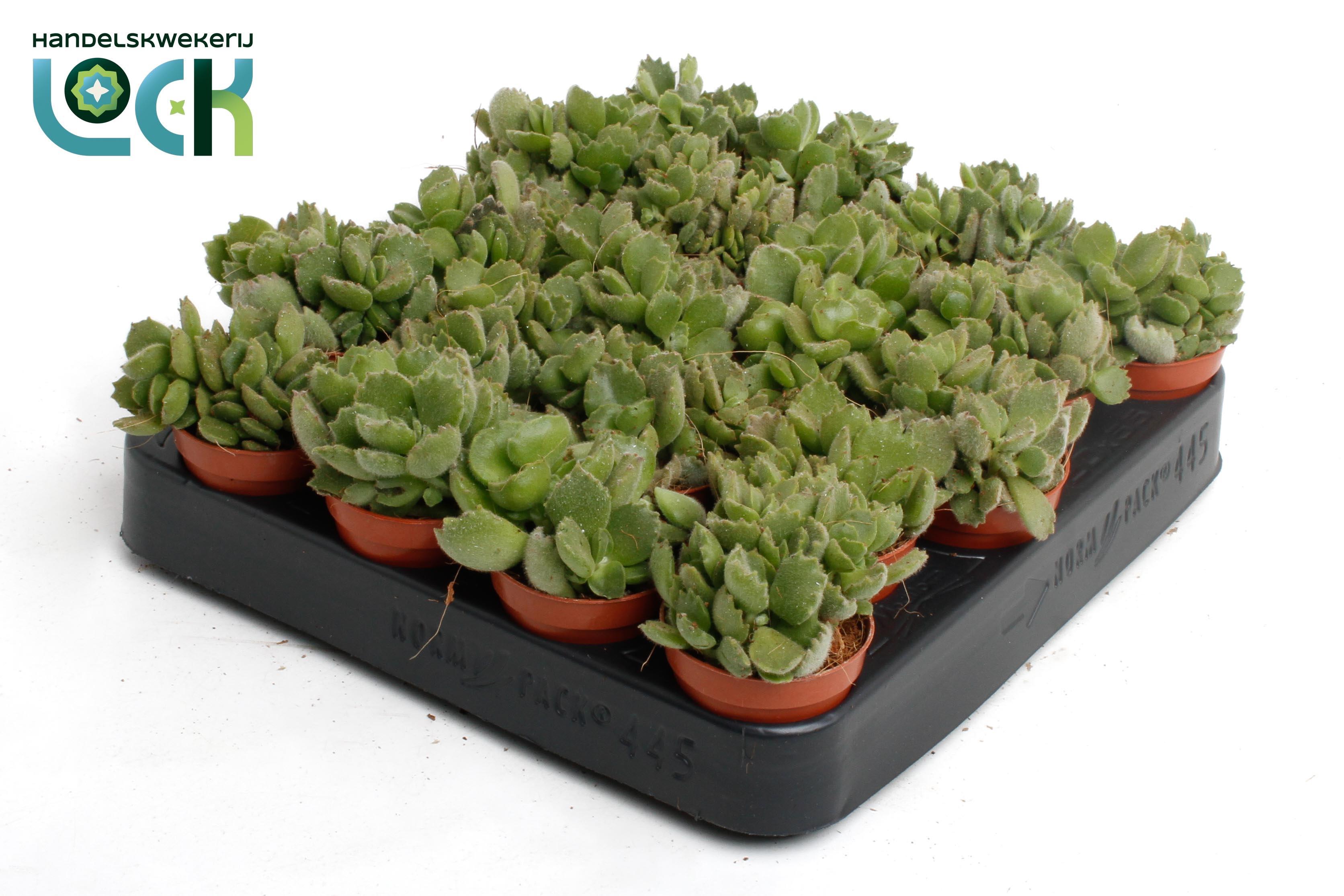 Горшечные цветы и растения оптом Cot To Ladismithiens от 20шт (для телеги) из Голландии с доставкой по России