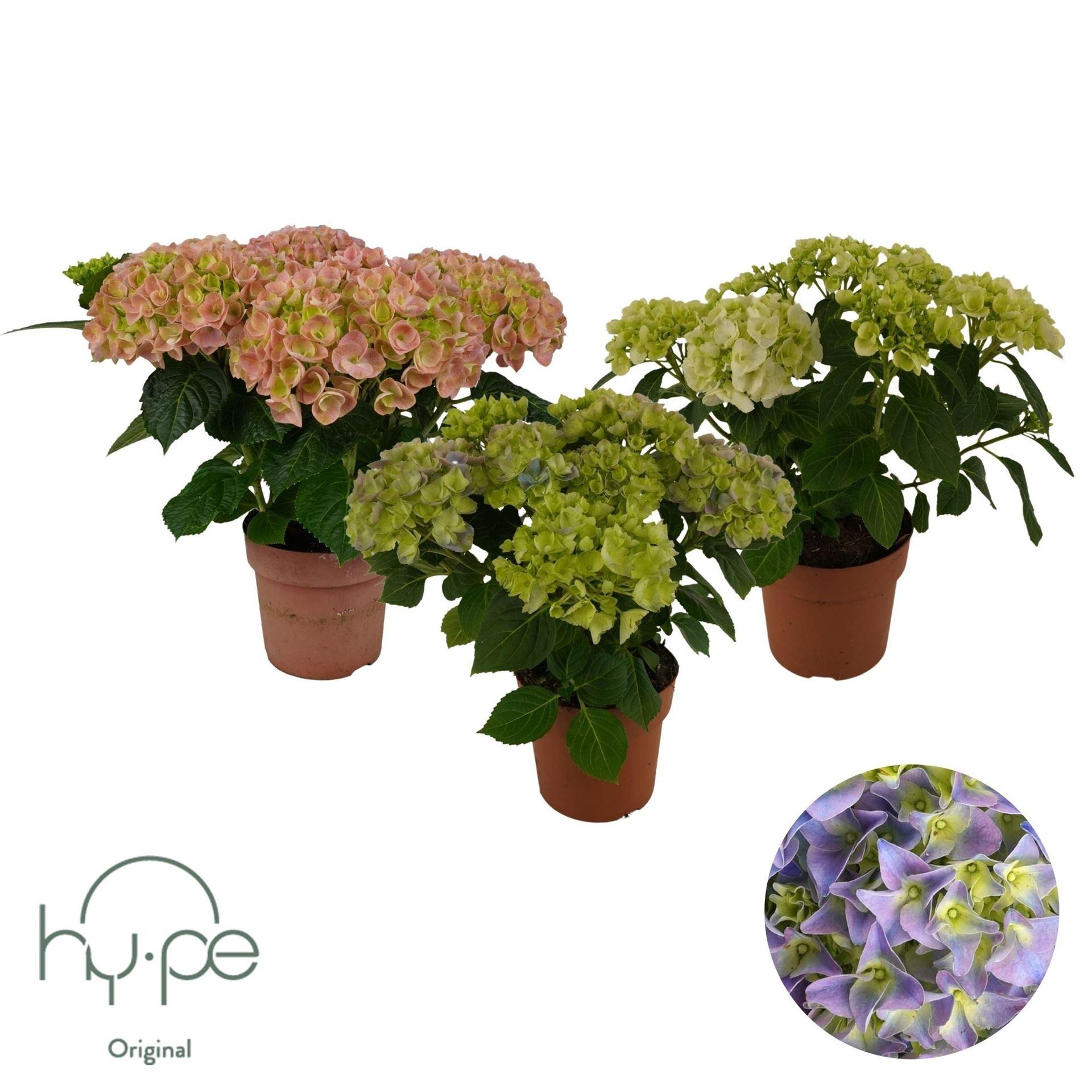 Горшечные цветы и растения оптом Hydrangea Ma Mix 5+ (hy-pe) от 6шт из Голландии с доставкой по России
