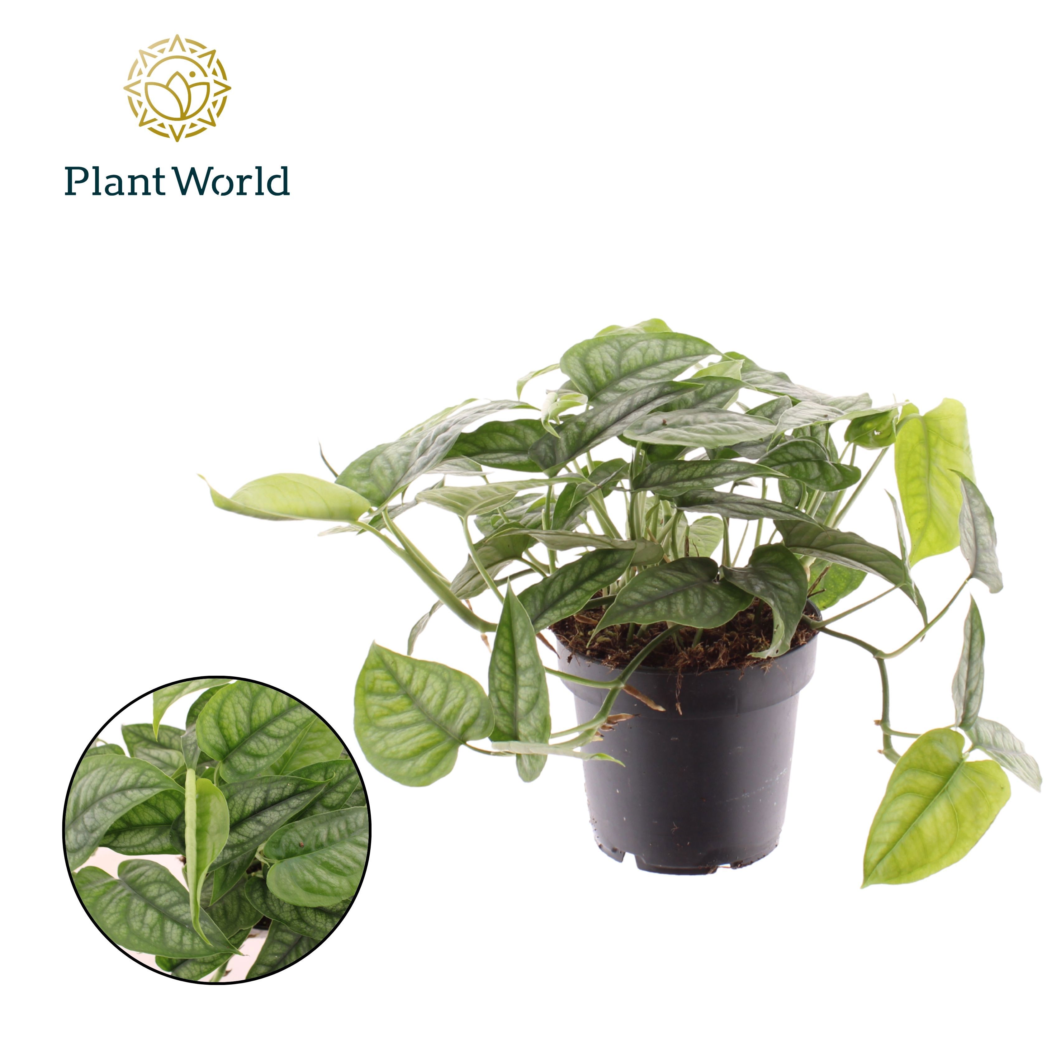 Горшечные цветы и растения оптом Monstera Siltepecana от 10шт из Голландии с доставкой по России